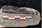 Foto (Detailansicht) von Plantae indet.  (NHMW-GEO-2024-0188-6692)